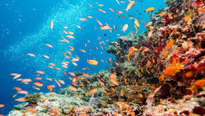 The technology has already rebuilt three hectares of reef habitat near Indonesia